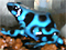 Dendrobates auratus Blue