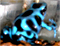 Dendrobates auratus Blue