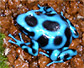 Dendrobates auratus Blue