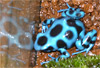 Dendrobates auratus Blue
