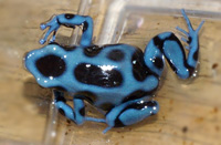 Dendrobates auratus Blue