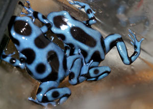 Dendrobates auratus Blue