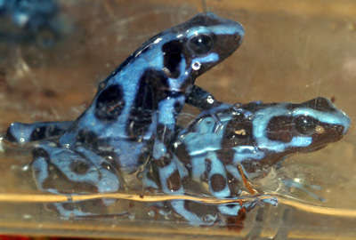 Dendrobates auratus Blue
