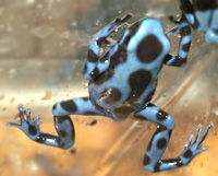 Dendrobates auratus Blue