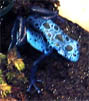 Dendrobates asureus