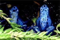 Dendrobates asureus