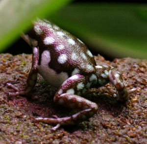 Dendrobates arboreus