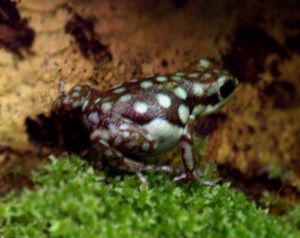 Dendrobates arboreus