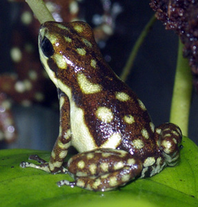 Dendrobates arboreus