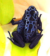 Dendrobates asureus