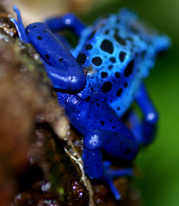 Dendrobates asureus