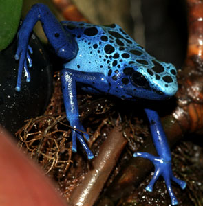 Dendrobates asureus