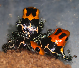 Dendrobates fantasticus Redhead