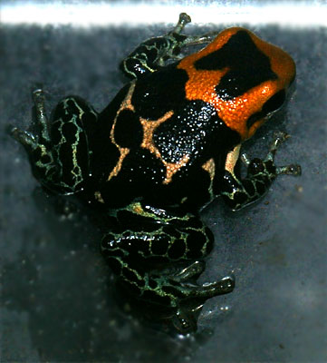 Dendrobates fantasticus Redhead