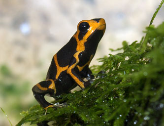 Dendrobates fantasticus Yellow