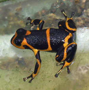 Dendrobates fantasticus Yellow