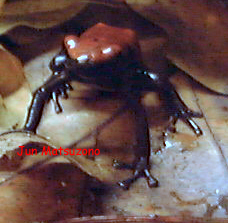 Dendrobates galactonotus01