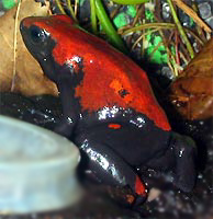 Dendrobates galactonotus