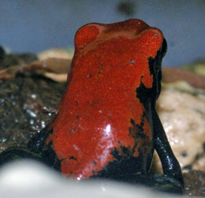 Dendrobates galactonotus