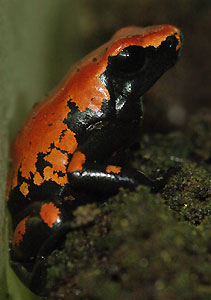 Dendrobates galactonotus Vermilion