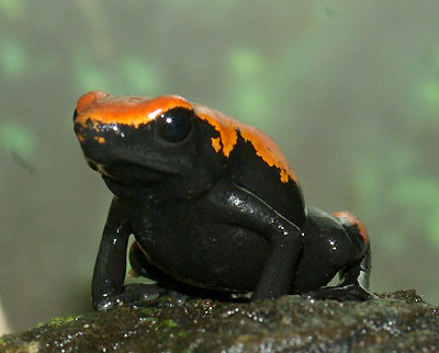 Dendrobates galactonotus Vermilion