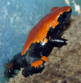 Dendrobates galactonotus Vermilion