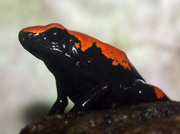 Dendrobates galactonotus Vermilion