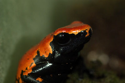 Dendrobates galactonotus Vermilion