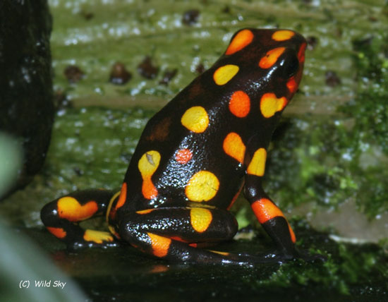 ハイユウヤドクガエル Dendrobates Histrionicus