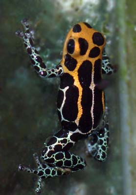 Dendrobates imitator 'Cheberos'