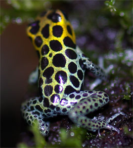 Dendrobates imitator Green