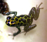 Dendrobates imitator Green