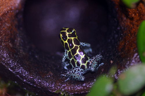 Dendrobates imitator Green