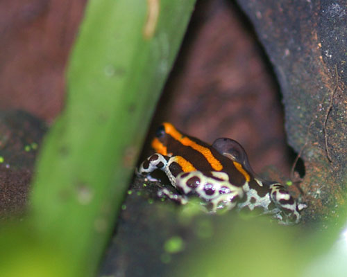 Dendrobates imitator 'Panguana Orange'