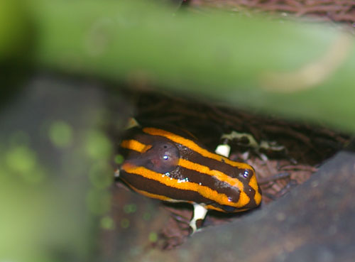 Dendrobates imitator 'Panguana Orange'