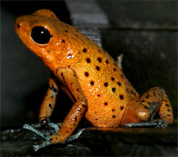 Dendrobates pumilio 'Cristbal'