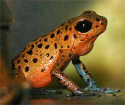 Dendrobates pumilio 'Cristbal'