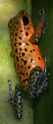 Dendrobates pumilio 'Cristbal'