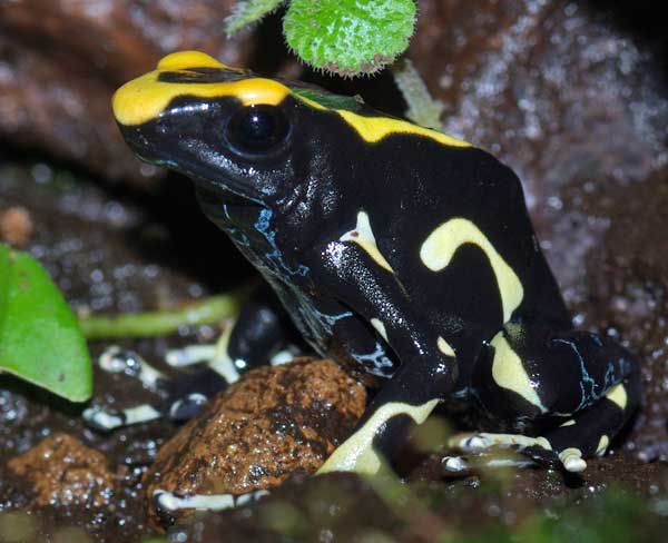 Dendrobates tinctorius 'Alanis'