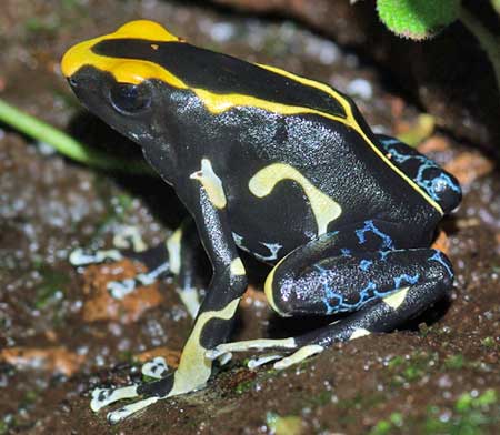 Dendrobates tinctorius 'Alanis'