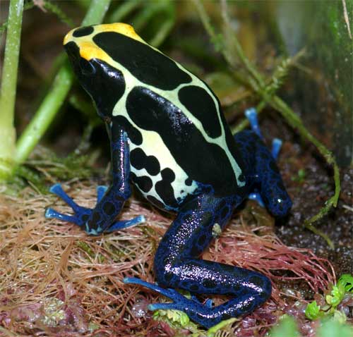 コバルトヤドクガエル アイゾメヤドクガエル'コバルト' Dendrobates tinctorius 'Cobalt'