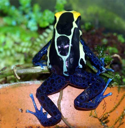 アイゾメヤドクガエル'コバルト' Dendrobates tinctorius 'Cobalt'