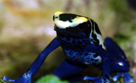 アイゾメヤドクガエル'コバルト' Dendrobates tinctorius 'Cobalt'