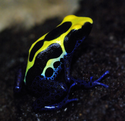 Dendrobates tinctorius French Guyana