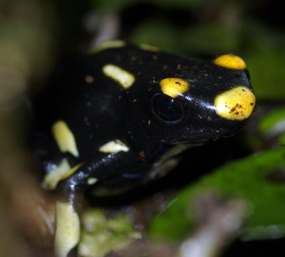 Dendrobates tinctorius 'Alanis'