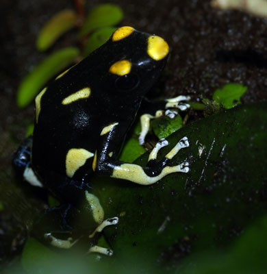 Dendrobates tinctorius 'Alanis'