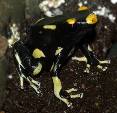 Dendrobates tinctorius 'Alanis'