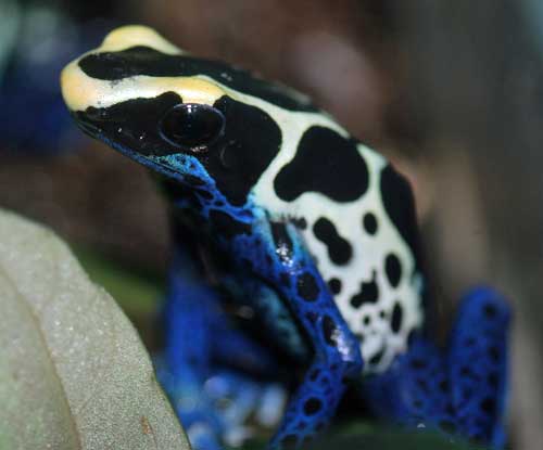 アイゾメヤドクガエル'コバルト'Dendrobates tinctorius 'Cobalt'