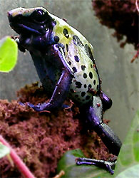 Dendrobates tinctorius