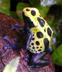 Dendrobates tinctorius